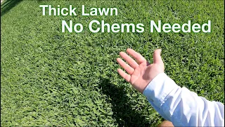 The Fastest Way to a HEALTHY LAWN :: Thick Green Lawn Fast
