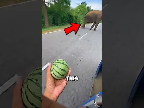 This elephant wasn’t eating anything 🥺❤️ #shorts this video is made for educational purposes only