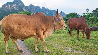 con bò - nhạc con bò - Con Bò Nhạc Chế - Đi chăn Bò Cầm Cây Roi Thật To