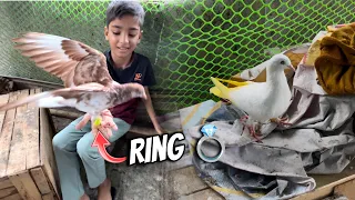 Kabutar ko ring pehna diya talha ne 😍😍 Talha Ali Vlogs