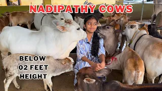 Nadipathy cows #viral #shorts #yt #reels #abudabi #usa #canada #uae #dubai #oman #qatar #mini
