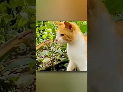 Why Do Cats Win To Snakes
