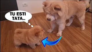 PRIMA REACȚIE al lui TEDDY când își vede fiul.. COOKIE ajunge ACASĂ !