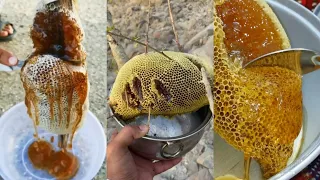 من افضل المقاطع لحصاد العسل البري | تجميع مقاطع(1)
