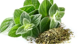 6 فوائد صحية لتناول عشبة الاوريجانو