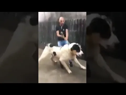 Beast Alabai Dog - Central Asian Shepherd😱 #shorts