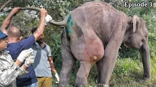 𝙏𝙝𝙚 𝙚𝙡𝙚𝙥𝙝𝙖𝙣𝙩 𝙬𝙖𝙨 𝙨𝙝𝙤𝙩 𝙞𝙣 𝙩𝙝𝙚 𝙡𝙚𝙜.😢😢#elephant #wildlife #animals #nature #travel