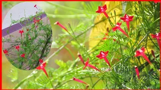 তরুলতা / কুঞ্জলতা গাছের সম্পূর্ণ পরিচর্যা ।। How to grow and care Cypress vine ।।