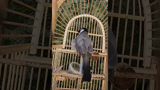 بلبل اليف بهلواني 🤩