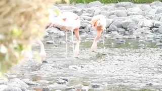 flamingo, flamingos , flamingo gathering in Ritz Carlton Bahrain, الفلامنقو و2022