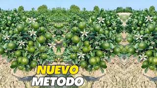 Nuevo Método Limón en Maceta Cientos de Plantas de Limón con Flor y Frutos