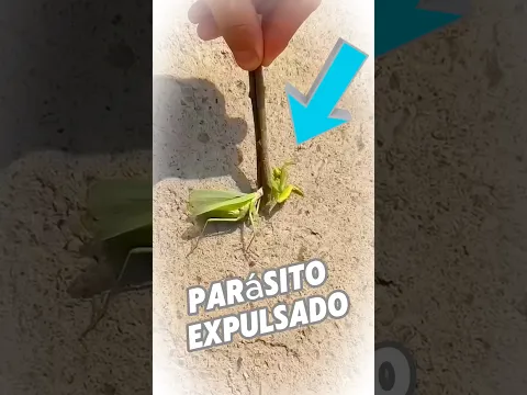 Este insecto fue salvado así 🐛💧 #shorts