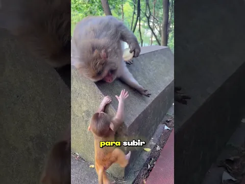 🐒😂✨¡Las travesuras de un monito escalador!#Monitos #AmorAnimal #MomentosTiernos