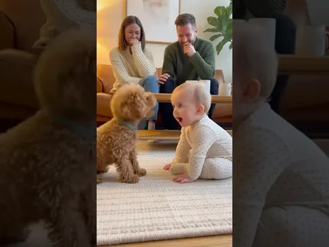 犬の鳴き声の真似をする赤ちゃんと鳴き声を返す犬👶🐶　#baby #dog #cute #funny #love #shorts #shortvideo #赤ちゃん #トイプードル#犬