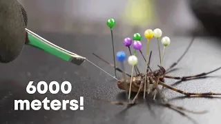 I milked 1000 spiders to make guitar strings!!