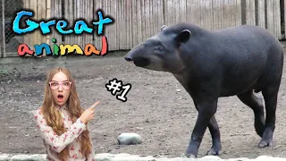Wild Animal Walking