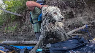 I found a DOG STUCK under a log!!