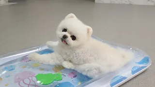 물을 좋아하는 강아지에게 물침대를 사줬더니ㅋㅋㅋ