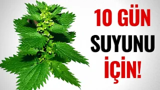 Küçələrdən Yığıb Daşıyırlar! - Gicitkanin Bilmədiyiniz İNANILMAZ FAYDASI