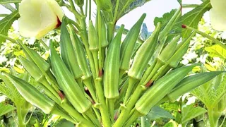 NUNCA MAIS PLANTE QUIABO!!!