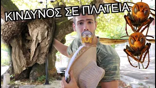 ΚΙΝΔΥΝΟΣ ΜΕ ΘΗΡΙΑ ΦΩΛΙΑ ΣΕ ΠΛΑΤΕΙΑ