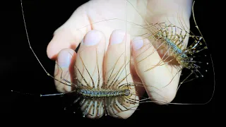 House centipedes, but far larger