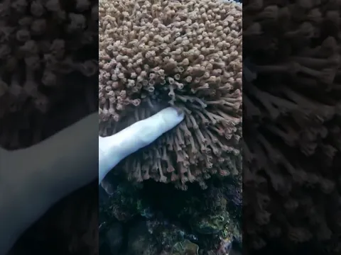 Lagi Menyelam Malah Nyentuh Terumbu Karang