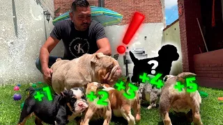 Polar Conoce a Sus Hijos ¡Ya Es Papá! 🐶