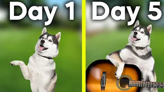 I Trained My Untrained Dog in 5 Days