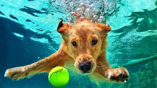 My Dog's First Summer! 🐶