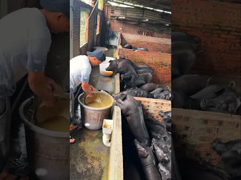 Amazing Pig Feed Farming #enjoybeautifullife #naturerurallife #rurallife #mycountrylife #pigfeed