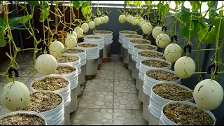 Trồng Dưa Lê Bạch Kim ngọt lịm cho trái suốt mùa hè|Growing Snow Leopard Melon,bear fruit all summer
