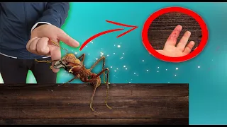 КАК ИЗБАВИТЬСЯ ОТ УКУСА ОГРОМНОГО МУРАВЬЯ ЛИСТОРЕЗА. Последствия укуса
