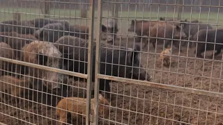 My new RECORD wild hog catch. 16 MILLION VIEWS!!!!