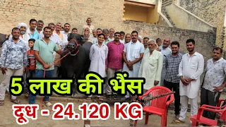 Final Live Milking at Nindana || Murrah The Pride of India
