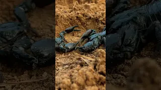 Scorpions 🦂#ninja #shorts #nature #puppy