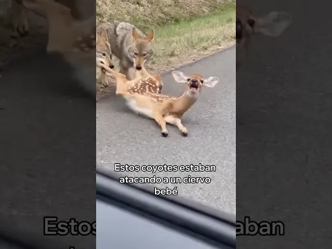 Rescaté a Este Ciervo Bebé y Esto Pasó