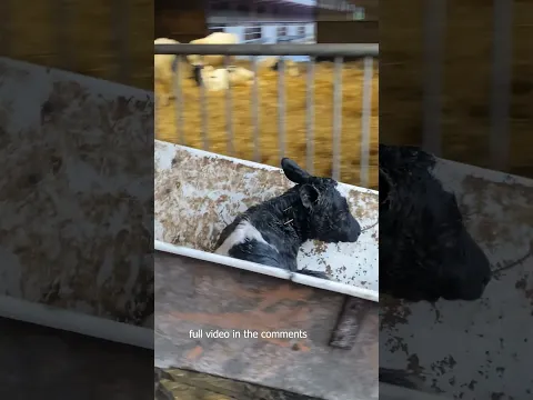 Newborn calf. What do they do with it?