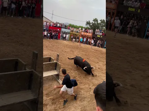 ¡Toro cerril en Pou D’En Calvo! (¡Impresionante!) #toros #bull #poudencalvo #useres #toro