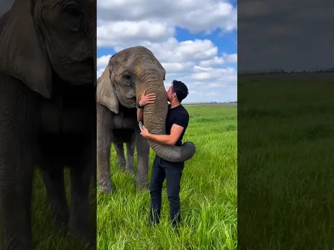 #shortvideo #cuteanimal #healing
