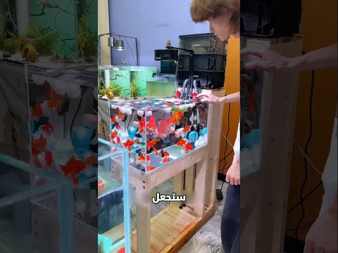 قطعة قطن جعلت السمك جديدًا!