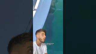 Porque os tubarões brancos não são brancos!