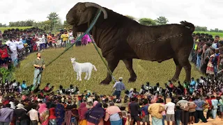 ২০২২সালের পৃথিবীর সেরা বড় ছাগল বিশ্বাস নাহয় সরাসরি দেখুন! biggest goat in world miracle of allah