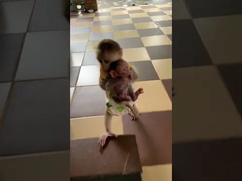 pavpav walk hug  baby monkey linda to mother