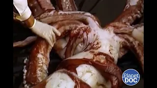 Monsters of the ocean: this is how the world's largest squids were investigated (FULL DOCUMENTARY)