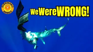 This Shark is the ACTUAL Biggest Killer
