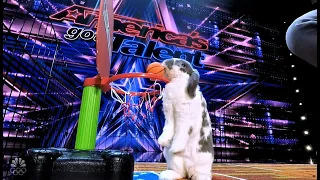 Bini the Bunny's act for America's Got Talent