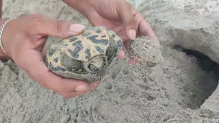 Amazing Tortoise family Finding In a Soil Hole | Tortoise and Tortoise Baby