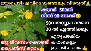 മുറ്റത്തുള്ള ഈ ചെടി പറിച്ചു കളയല്ലേ ഷുഗർ 300നിന്ന് 90ൽ എത്തും എത്ര പഴകിയ പെയ്ൽസും മാറും