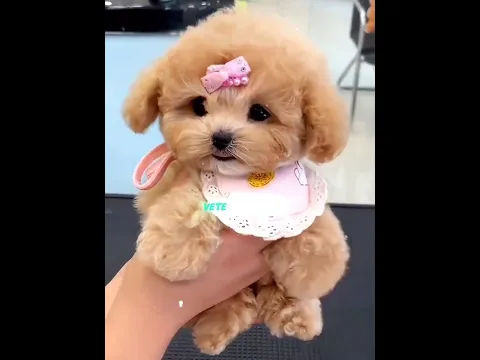 ¡Puso a Prueba la Lealtad de su Perro… Y PASÓ ESTO!